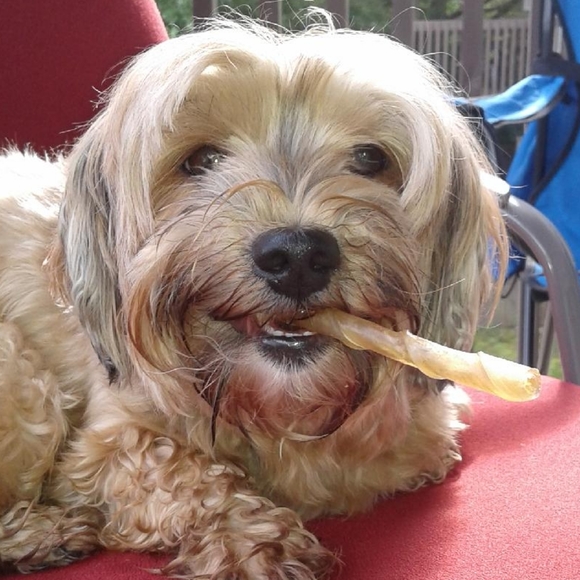 🐶Meet your Posher, Terri🐶 - Picture 3 of 16